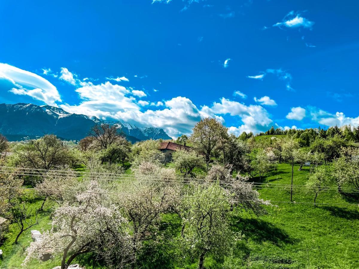 Transylvania Mountain View Cdi Bran  Ngoại thất bức ảnh